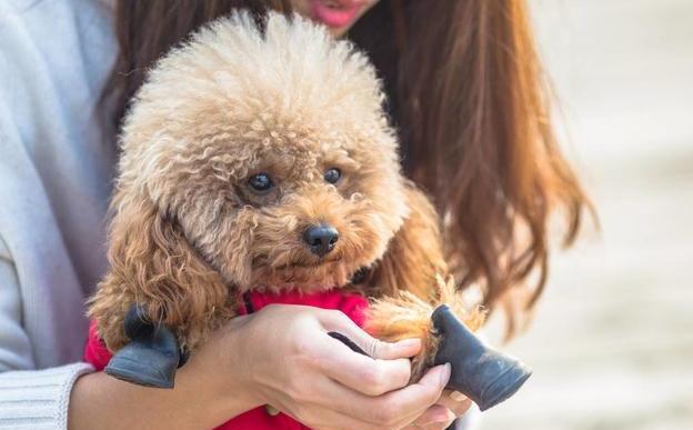 贵宾犬多久驱虫一次,饲养贵宾犬6大禁忌有哪些