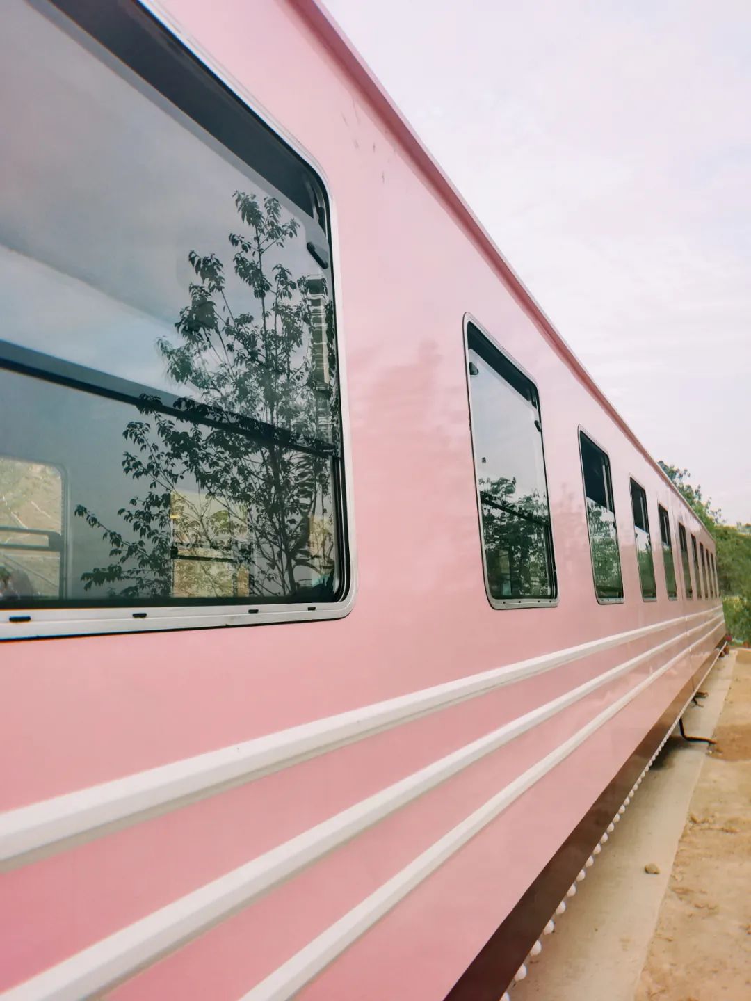 深圳樱花专列,深圳蛇口樱花列车