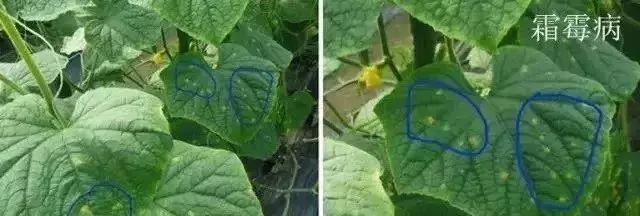 怎么判断小麦白粉病,白粉病防治妙招最佳方法