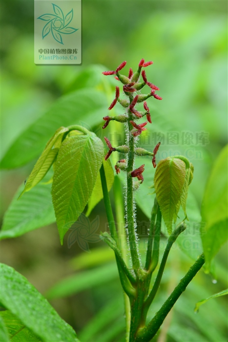 北方常见的楸花类树种,北方常用绿化植物