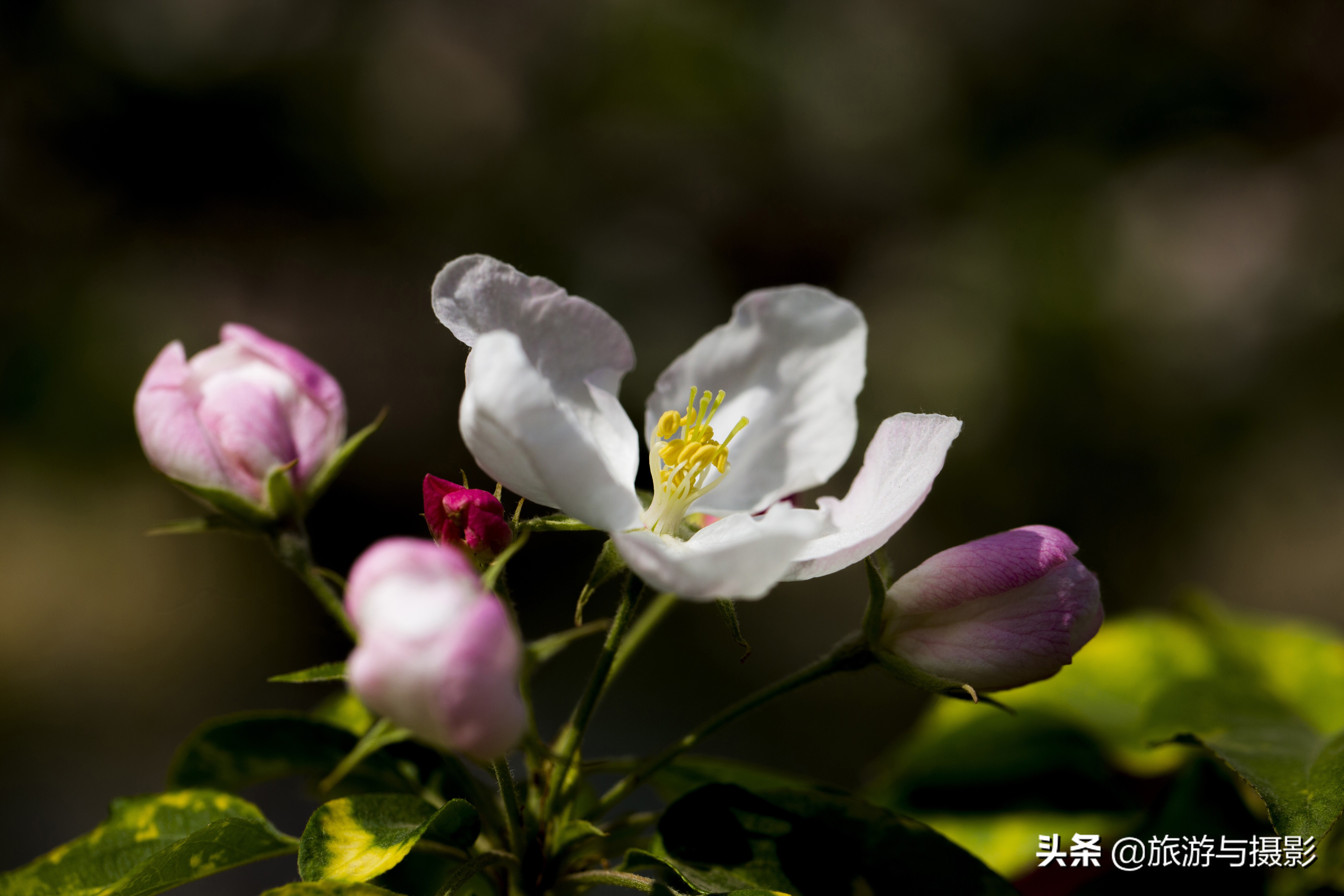 海棠花诗七绝,南宋海棠花图古诗