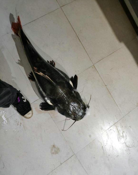 外国小伙在河里钓到超大巨鲶,钓鱼巨鲶