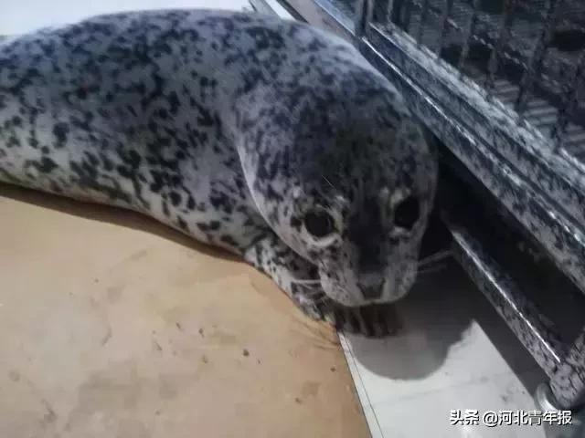 单双号限行范围扩大!国家最新规划!河北6市被委以重任!14岁女儿洗澡传来异响,父亲踹门救人!双双身亡!