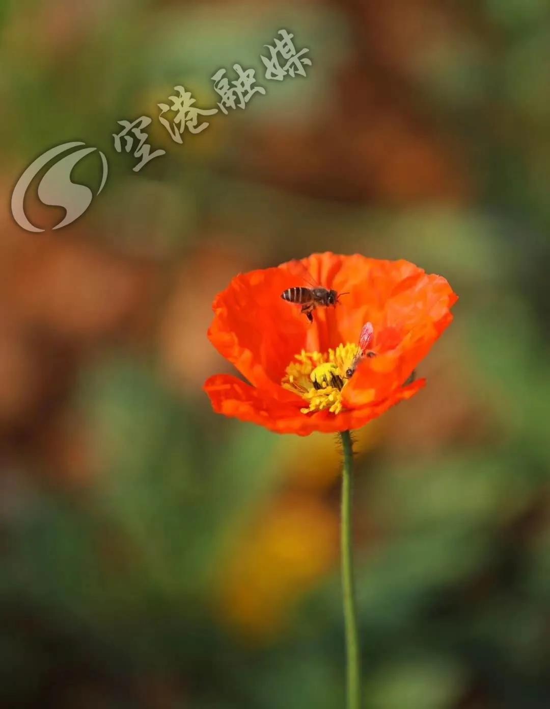 空港花田今天收门票吗,空港花田19.9门票