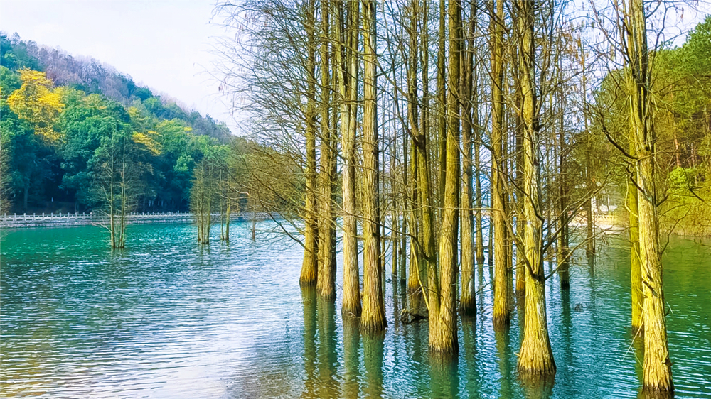 武汉旅行不止武大樱花，江汉平原第一峰堪称世外桃源宝藏旅行地