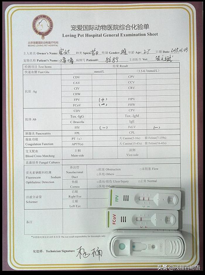 猫咪得了猫瘟初期症状,猫咪得了猫瘟治疗得多少钱