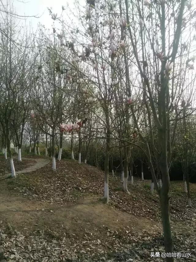 希尔寨，花的世界，花的海洋