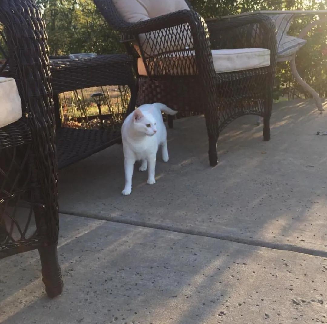 被救助的猫咪小胖胖,猫咪被罐头盒困了