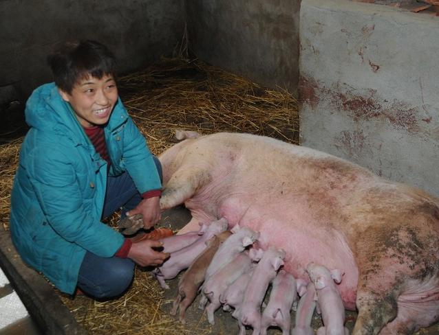 母猪下崽后没有奶水怎么办,刚下崽的母猪没奶水怎么办