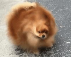 关于狗狗的10个“冷知识”，很多铲屎官都不知道