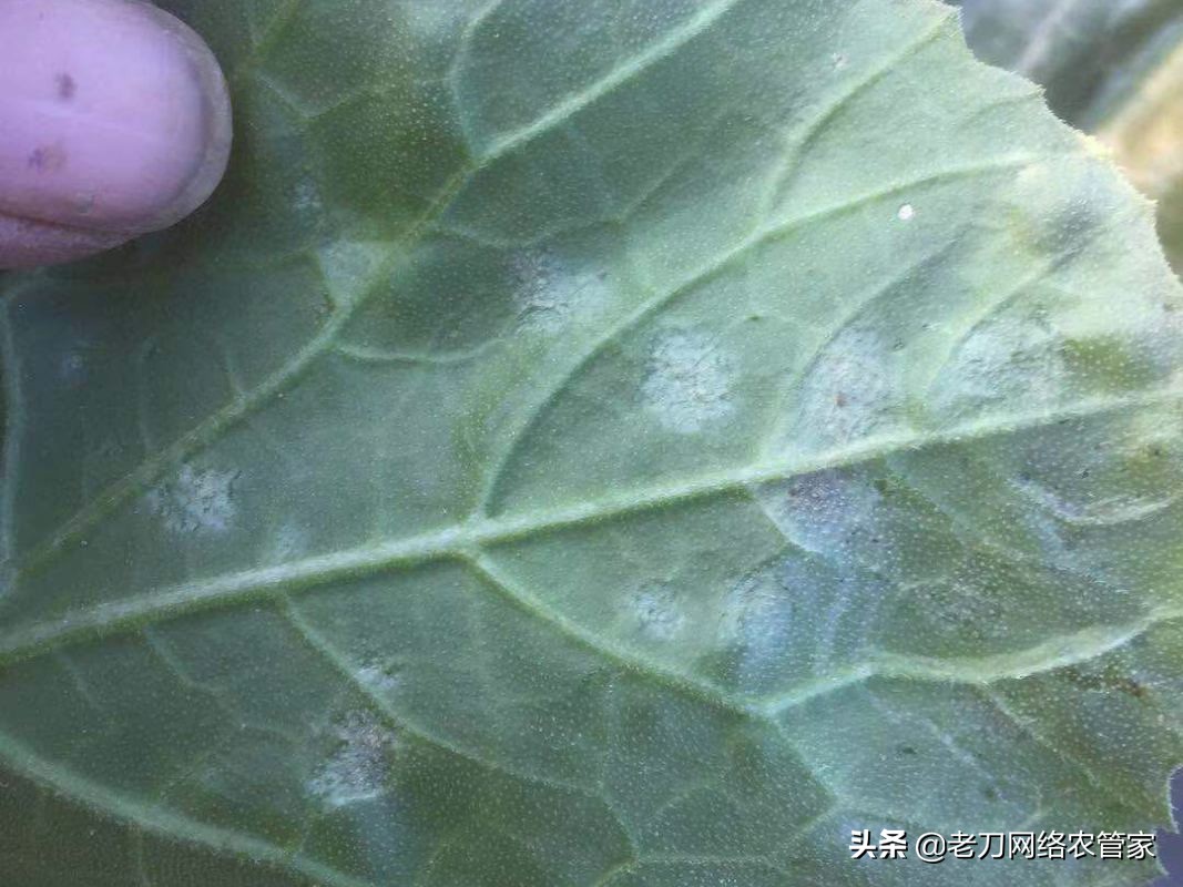 危害大、爆发快、防治难！甜瓜霜霉病防治要科学