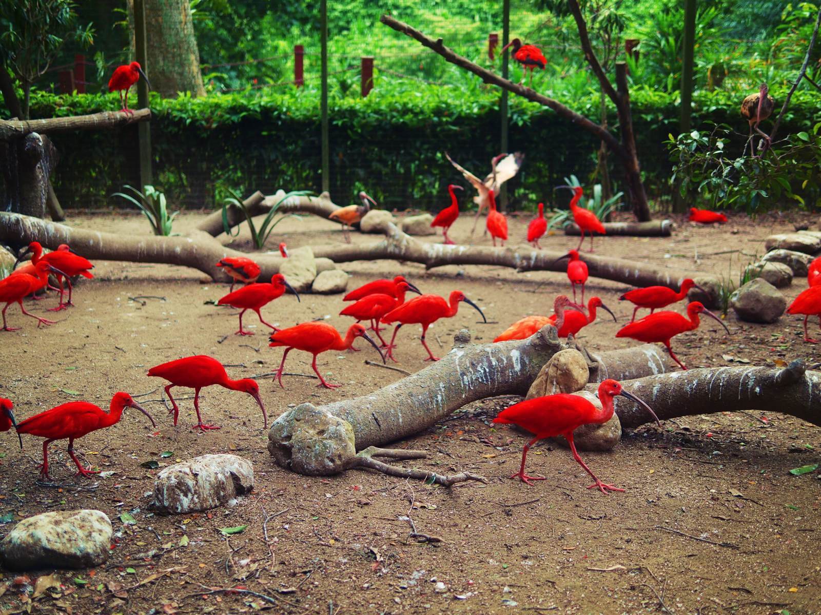 新加坡三个动物园哪个最好,新加坡动物园哪个最值得去看