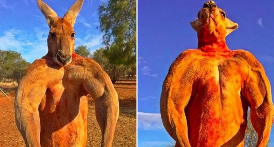 澳洲网红袋鼠去世,网红袋鼠离世