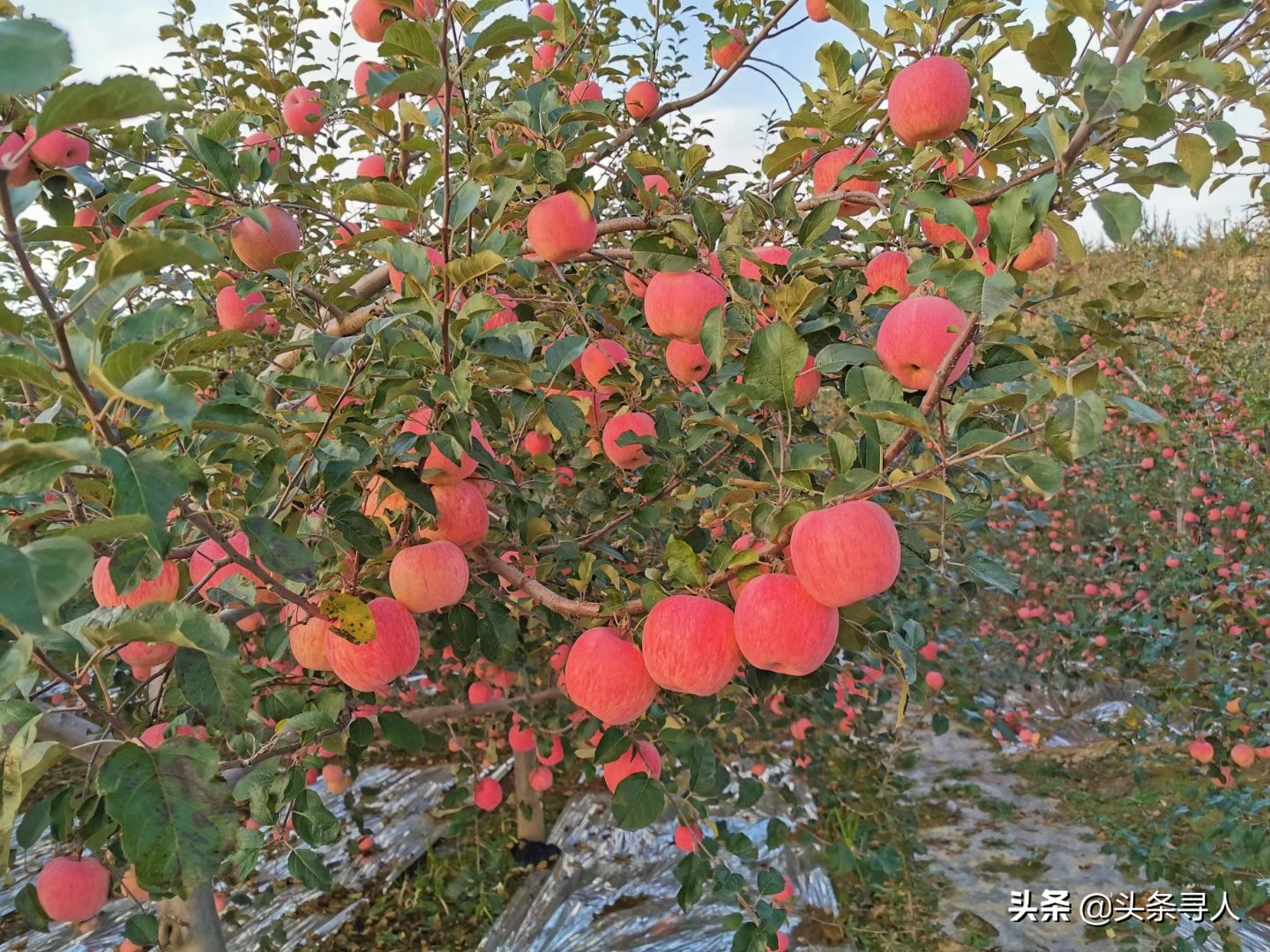 大学生辞职回农村卖水果,大学生辞职回家卖水果