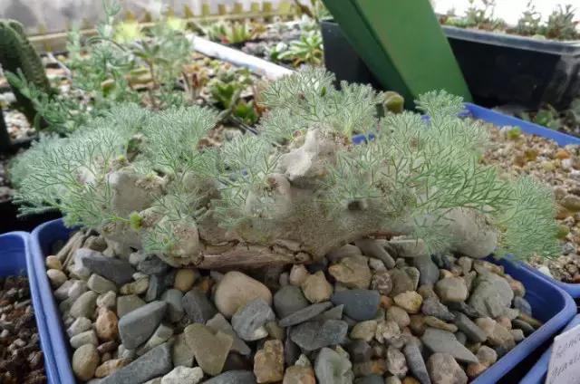 那些天价的植物,十大最值钱的植物