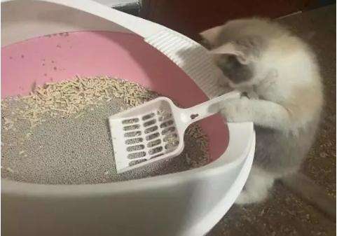 养猫有异味空气净化器好用吗,养猫怎么养家里干净无异味