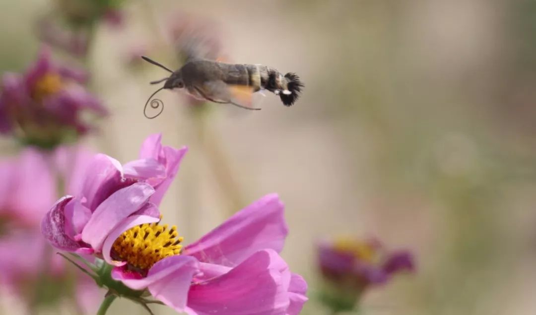 传说中的蛊虫真的有吗,传说中的扑棱蛾子