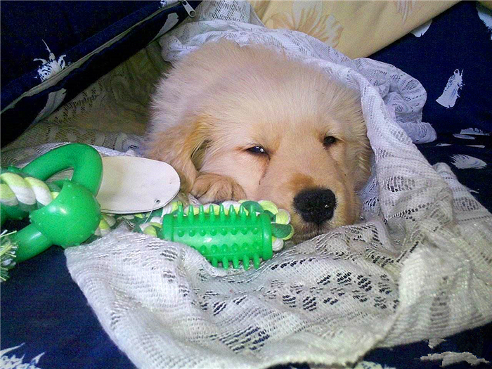 狗狗布氏杆菌病,狗狗感染布鲁氏杆菌有啥症状