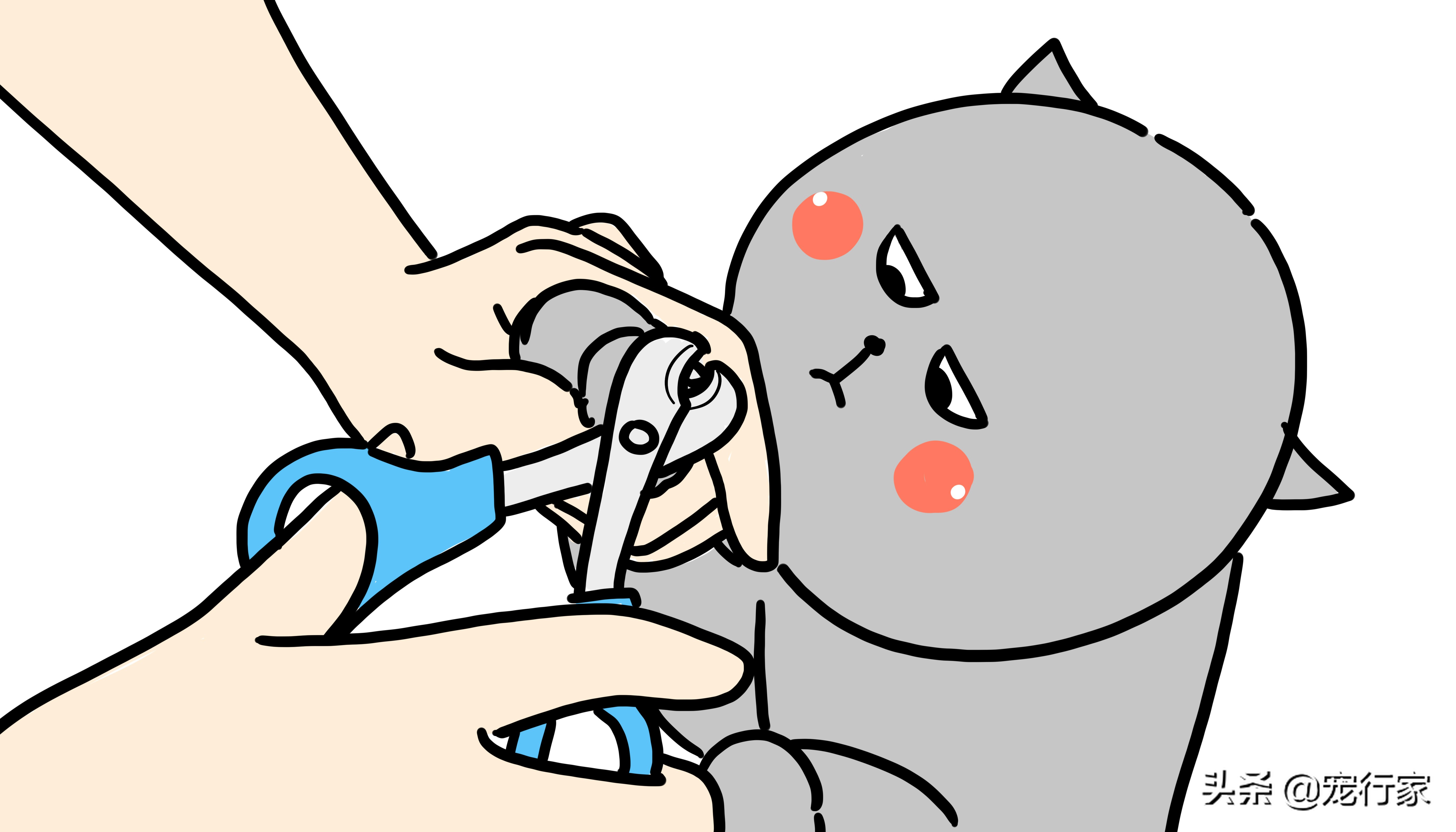 如何训练猫咪不乱抓家具,阻止猫咪乱抓家具的实用技巧