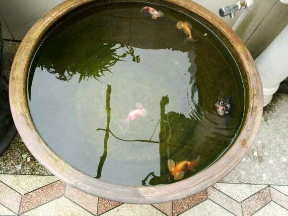 怎样去除鱼缸内壁污物,鱼缸底部脏东西循环不出去怎么弄