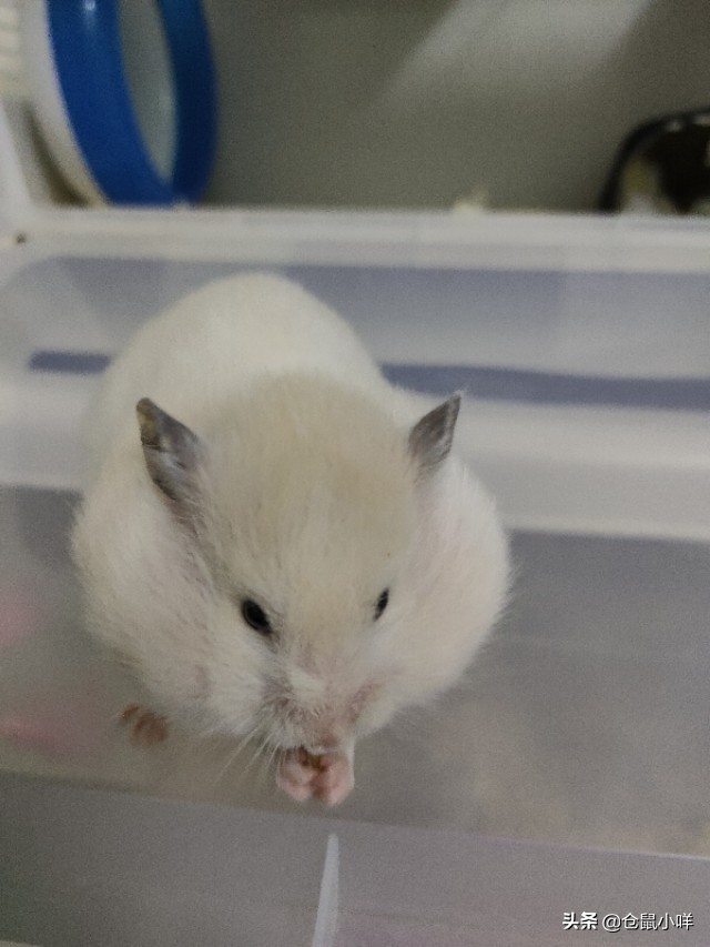 新手养仓鼠常遇到的8大问题