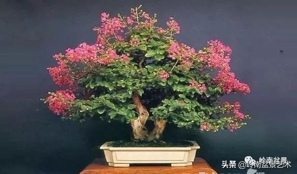 双干树,双干型果树