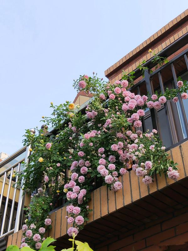 7种小型藤本植物,能在阳台上养,花量巨大,花期长,阳台变花园