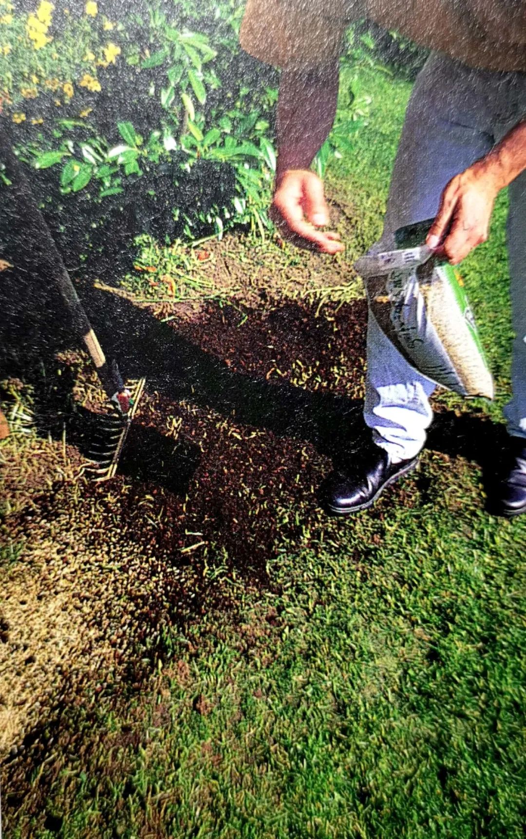 精心饲养的花草,精心呵护花草的收获和感受
