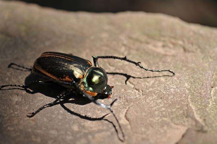 阳彩臂金龟灭绝原因,靖安县发现阳彩臂金龟
