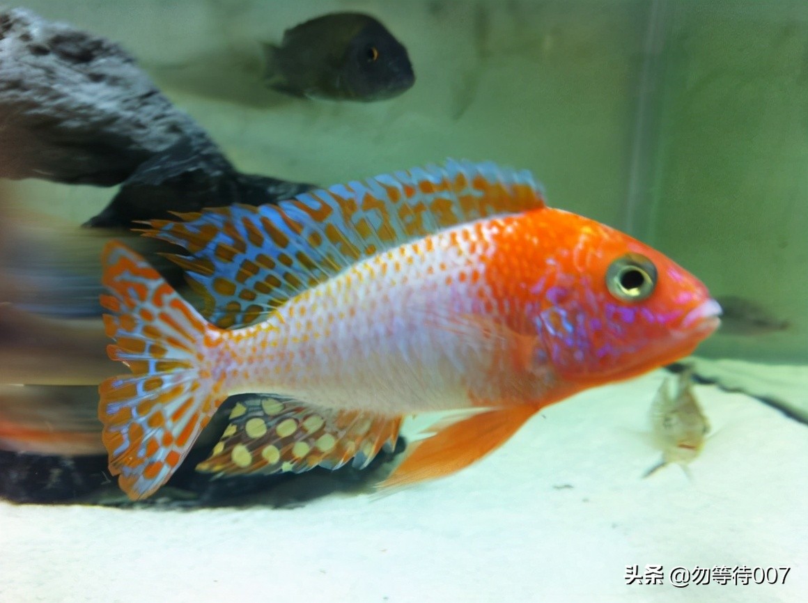 激素鱼怎么养 (激素鱼能不能长大)