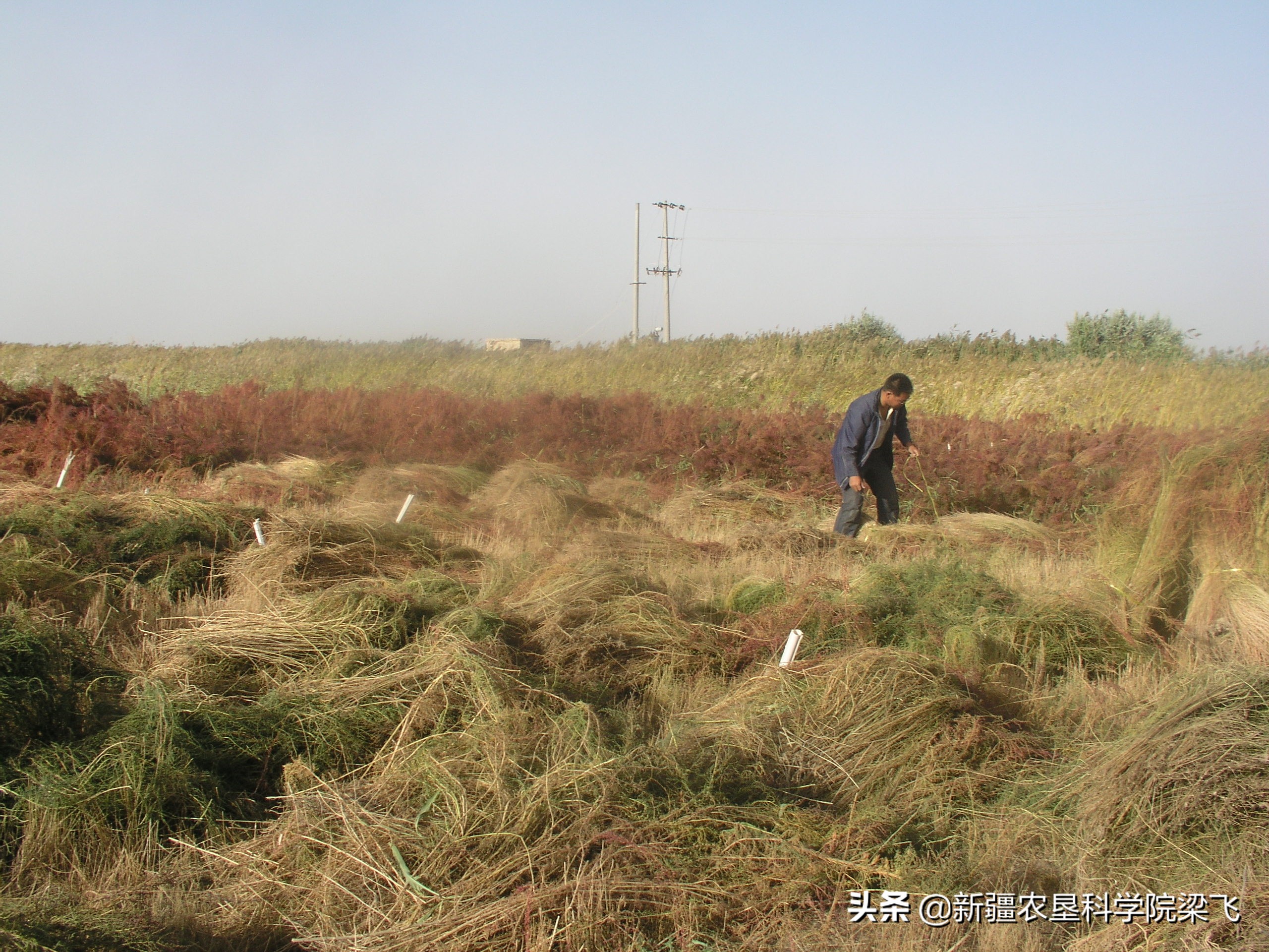 盐碱地碱蓬用海水灌溉吗,盐碱地种植碱蓬有收益吗
