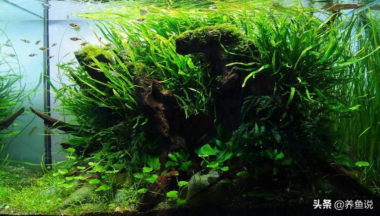 小型观赏鱼鱼缸水质过滤,调节观赏鱼水质的要点解析