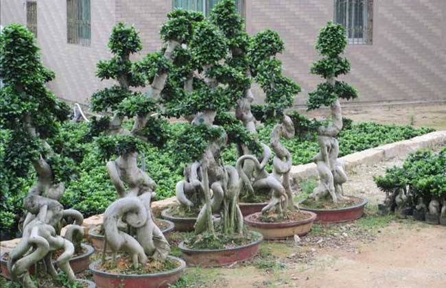 榕树盆景气根造型三法,榕树盆景造型的讲解