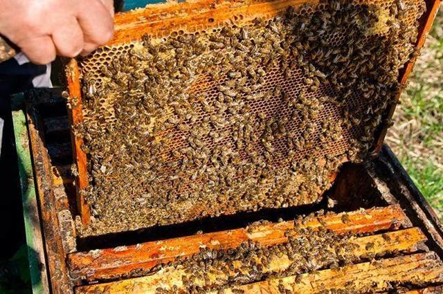 投资少见效快的养殖项目,投资小见效快的养殖好项目赚钱