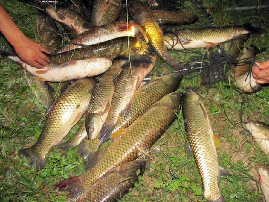 用玉米钓鱼总是空军,为什么用玉米老是钓鲤鱼