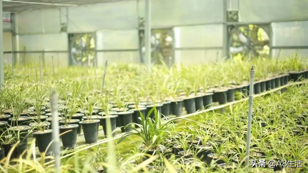 每日一品七律,每日一品茶叶