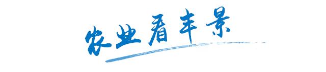 郑麦168是优质强筋小麦吗,优质小麦新品种有哪几种