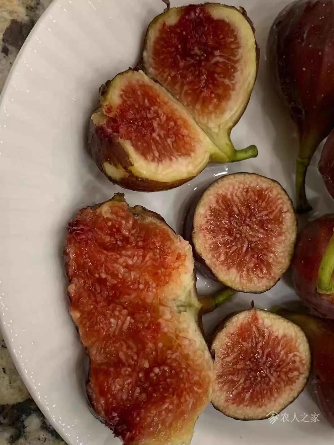 口感最好的无花果图片,颜值很高的无花果