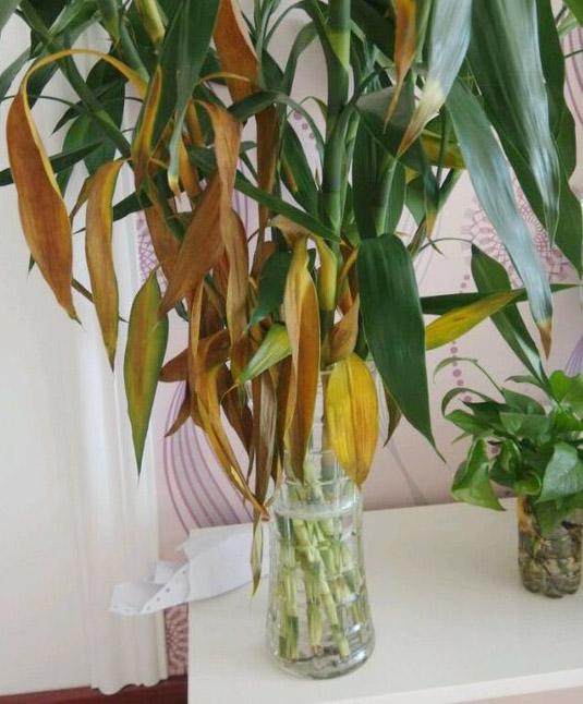 买回家的富贵竹黄叶是什么原因呀,富贵竹黄叶怎么补救最快