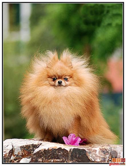 狗狗大全,送给喜欢狗的人）