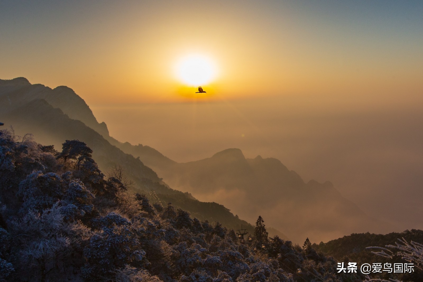 鸟类最好看的照片,100张绝美鸟类图片