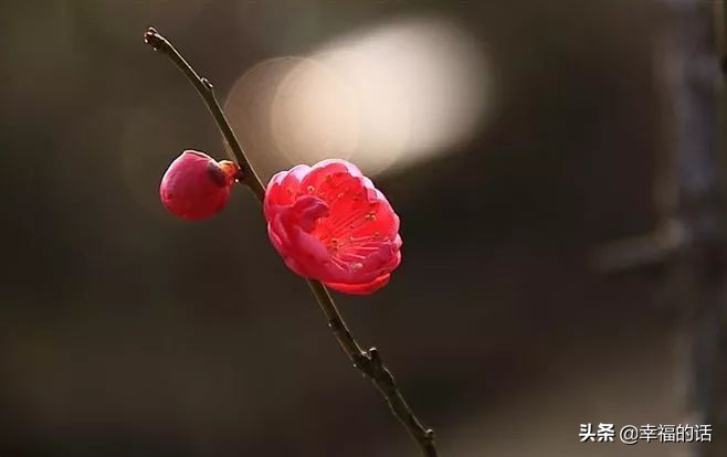 中国十大名花图片及花语,山茶花是中国十大名花吗