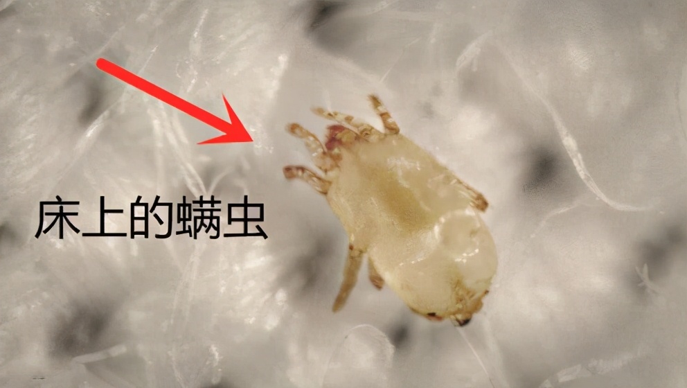 娜帕蒂卡柔顺润发露,娜帕蒂卡到底好用吗