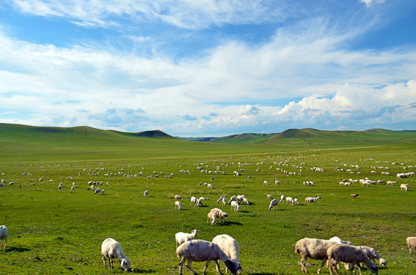 乌珠穆沁草原狼图腾,狼图腾草原魂歌曲