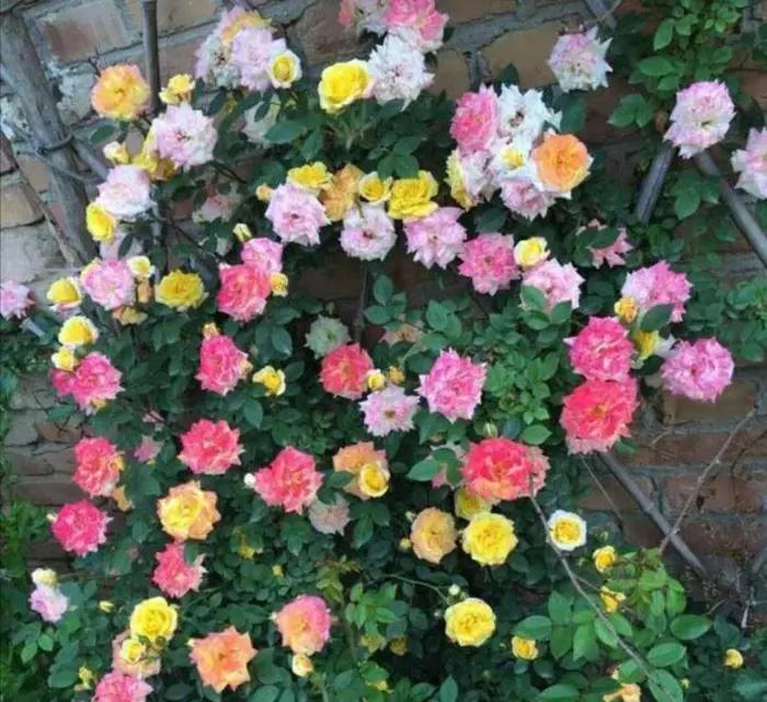 四种高颜值爬藤月季花,名贵十大爬藤月季超大花