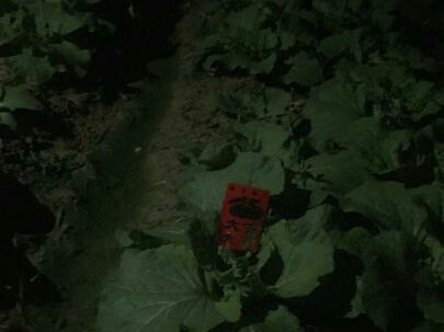 炎陵县偷花,炎陵偷花