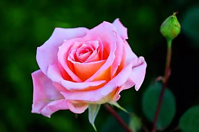 月季玫瑰蔷薇的果实,蔷薇玫瑰月季怎么分辨