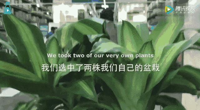 最有能量的语言是什么,为什么有能量的语言要经常说