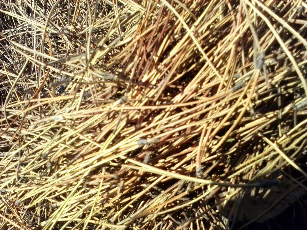 松针粉喂鸡的正确方法,干的松针可以磨粉喂鸡吗