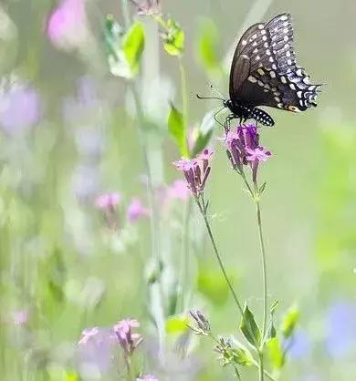 十首最美夏日诗词,最经典的夏日诗词